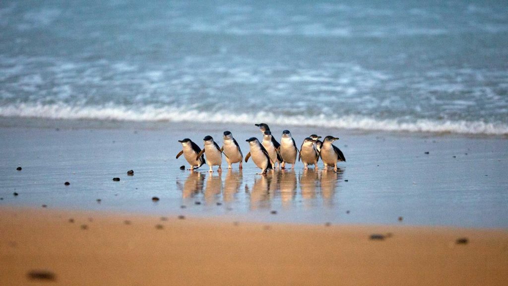 Gruppe kleiner Pinguine läuft über den nassen Sandstrand in Richtung Meer, während im Hintergrund sanfte Wellen anrollen.