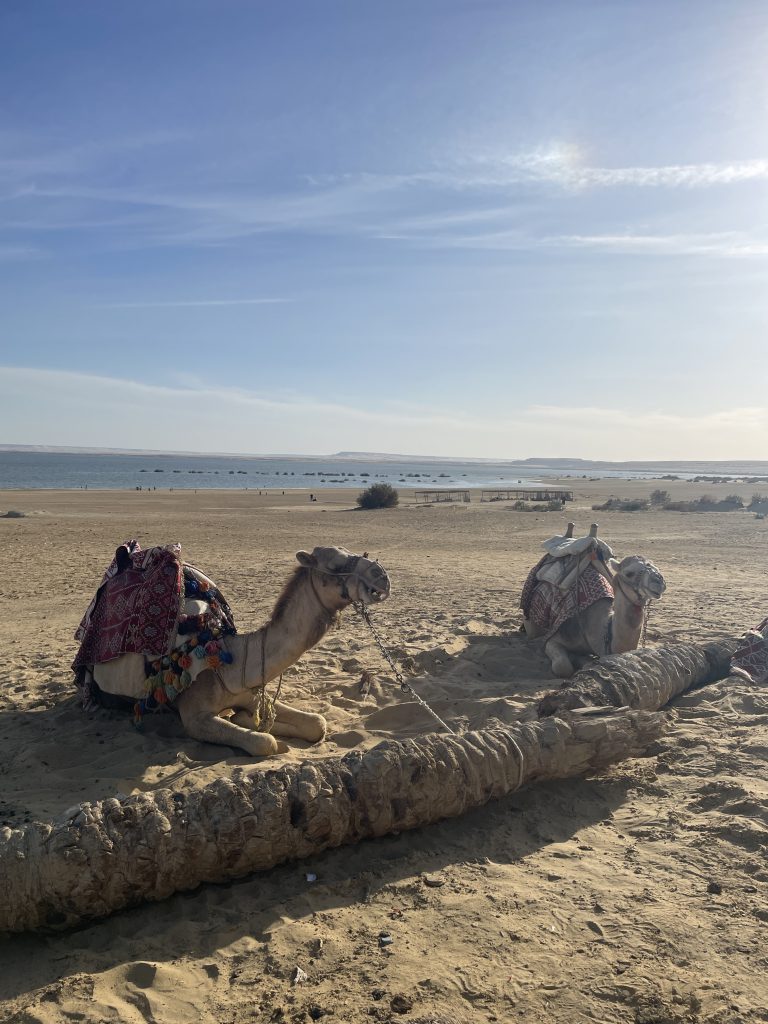 Zwei Kamele am Strand in Ägypten