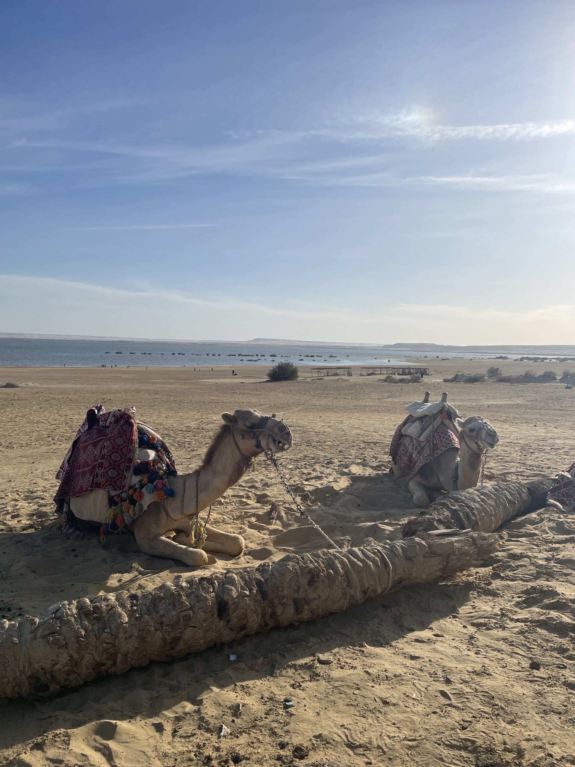 Zwei Kamele am Strand in Ägypten